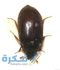 خنفساء السجاد 