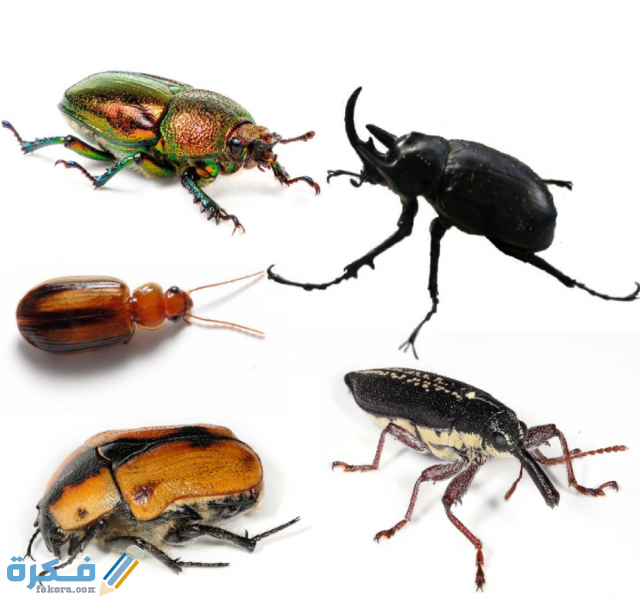 خنفساء الصعيد 