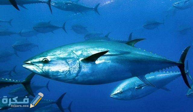 سمك التونة