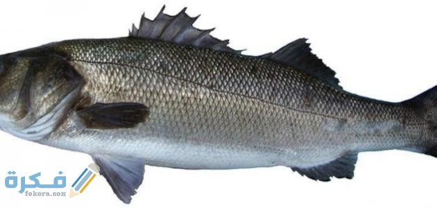 أسماك القاروص