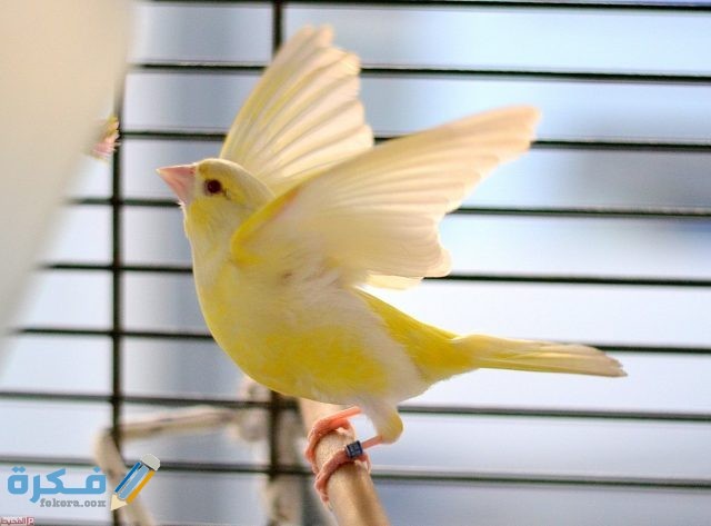 طريقة تربية عصافير الكناري