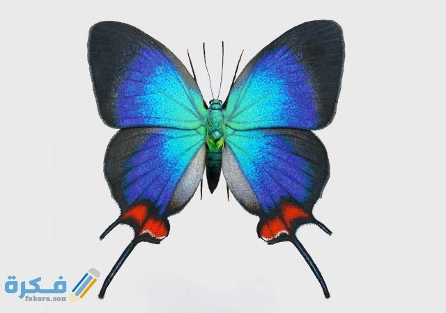 فراشة بريتوان الجوز