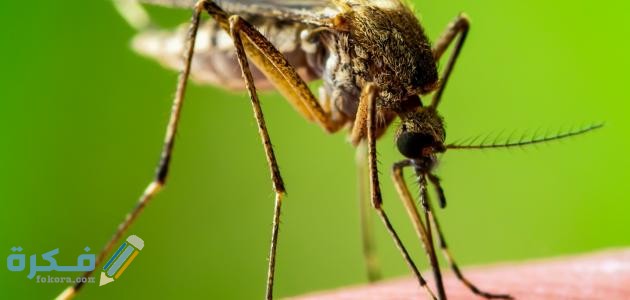 البعوض والناموس 