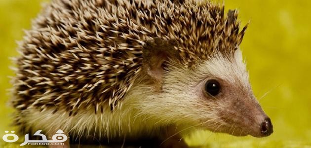 معلومات عن القنفذ معلومات عن القنفذ