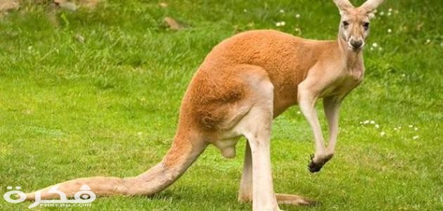 معلومات عن الكنغر