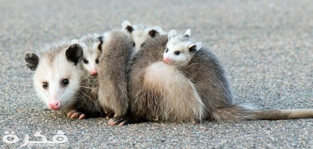 معلومات عن حيوان البوسوم