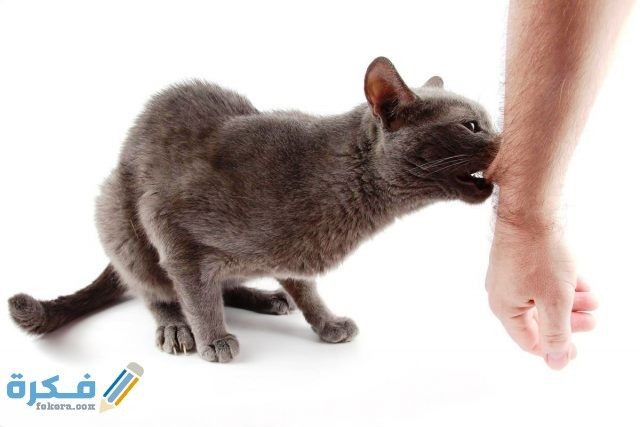 الخربشة والتجريح الخربشة والتجريح