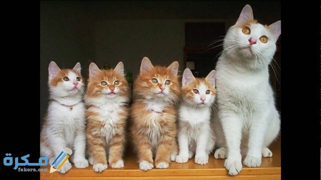 مدة حمل القطط