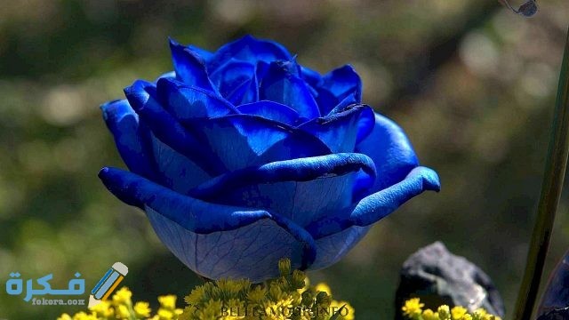 تاريخ تطور  الوردة الزرقاء