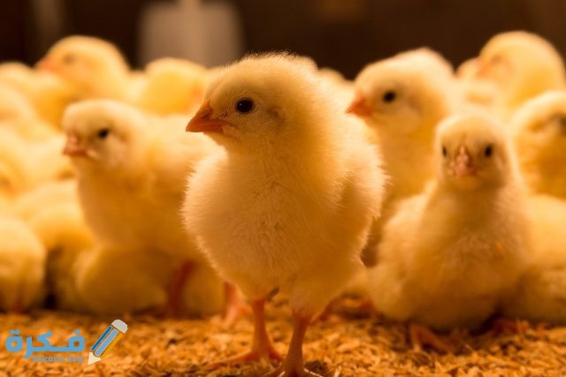 تفسير رؤية الكتاكيت السوداء في المنام تفسير رؤية الكتاكيت السوداء في المنام