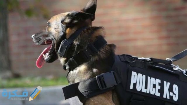 تاريخ  تطور سلاح  الكلاب البوليسية في مصر