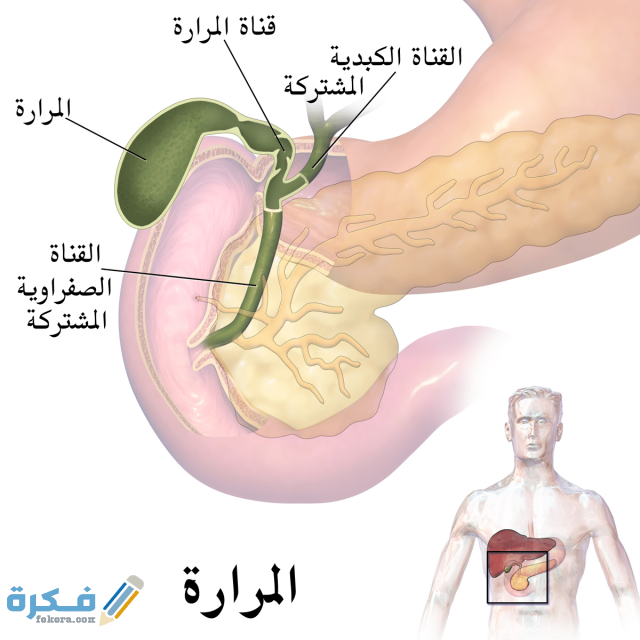 ما هي المرارة