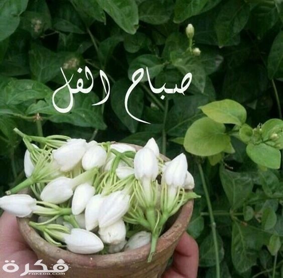 صور صباح الفل 1085