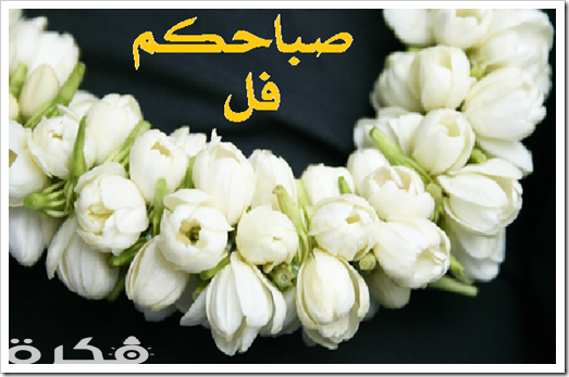 صور صباح الفل 1896