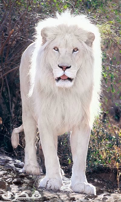 خلفيات وصور الأسد ملك الغابة 2021