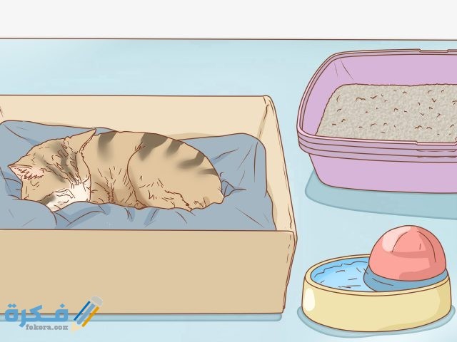 علامات حمل القطط في الاسبوع الاول