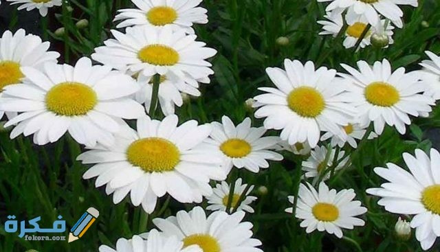 زهرة الاقحوان الذهبية