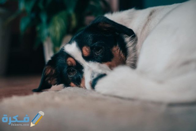 فقدان الشهية عند الكلاب 