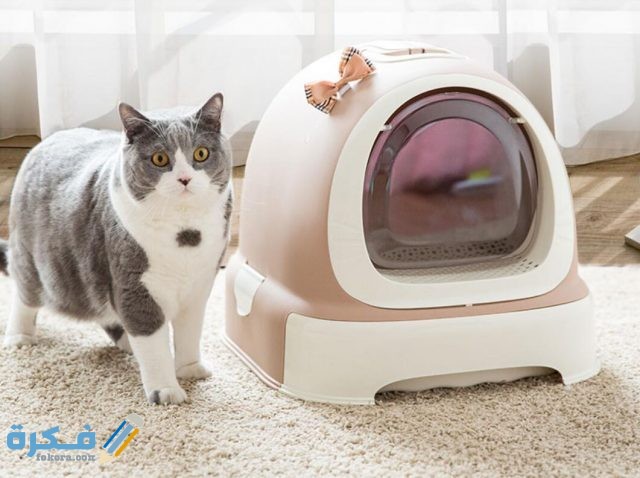 خطوات تدريب القط على دخول الحمام