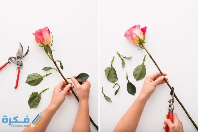 نصائح عامة للعناية بالورود