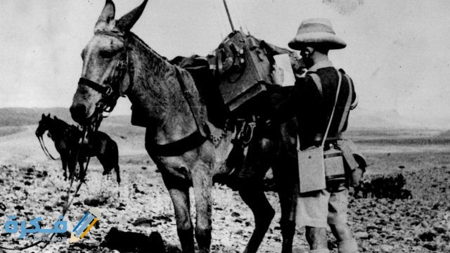 استخدامات حيوان البغل