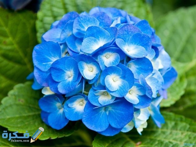 معنى الوردة من اللون الأزرق