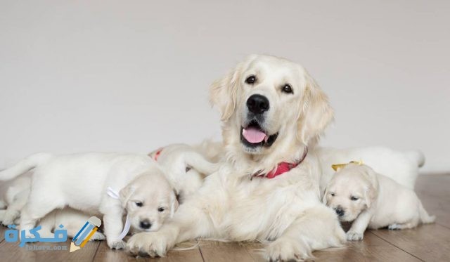 أعراض الولادة عند الكلب