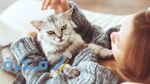 الإصابة بداء القطط الإصابة بداء القطط