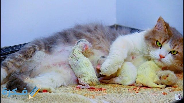 علامات اقتراب الولادة عند القطط