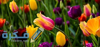 فوائد زهرة التوليب