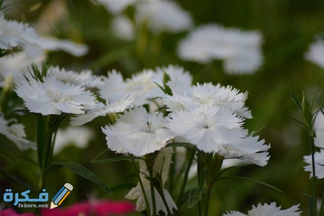 زهرة القرنفل البيضاء