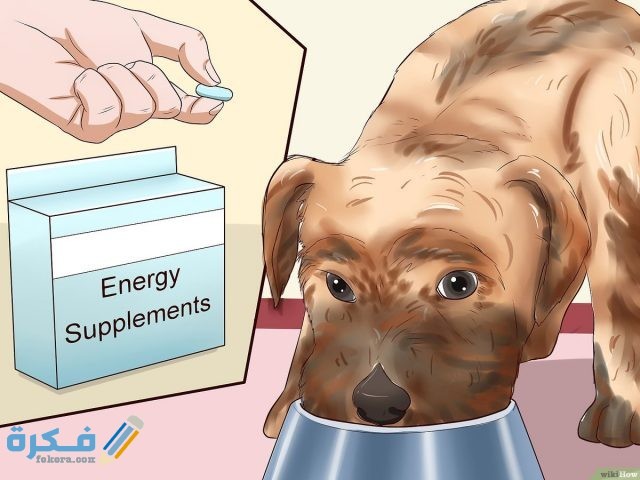 نصائح اساسية لتغذية الكلاب أثناء الحمل والولادة نصائح اساسية لتغذية الكلاب أثناء الحمل والولادة