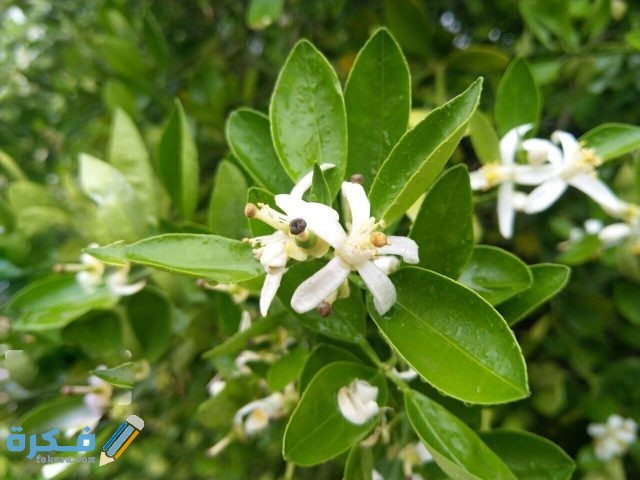 اسباب تساقط الأوراق من الأشجار