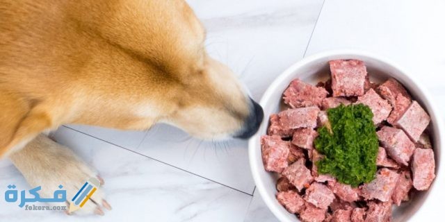 طرق علاج فقدان الشهية عند الكلب