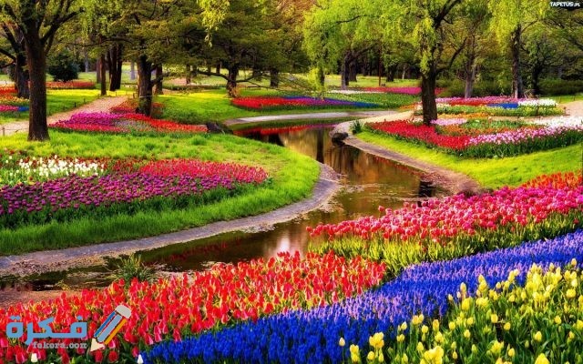 زهرة التوليب والغذاء