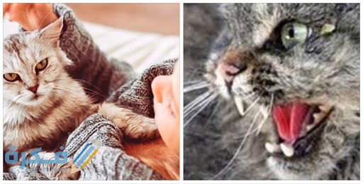 كيفية الوقاية من أضرار تربية القطط في المنزل كيفية الوقاية من أضرار تربية القطط في المنزل