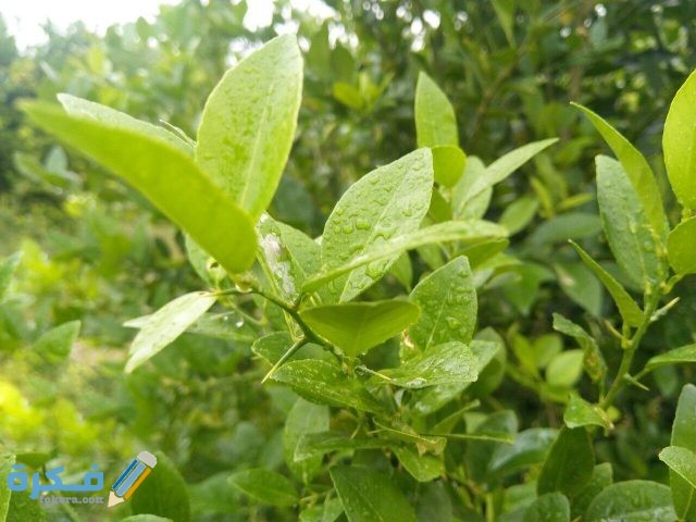 أهمية أوراق الأشجار