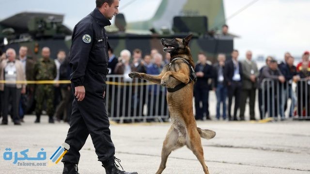 كلاب البَحث والإنقاذ