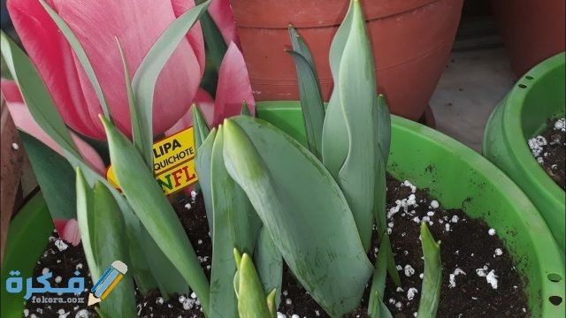 زهرة التوليب وصناعه مستحضرات التجميل