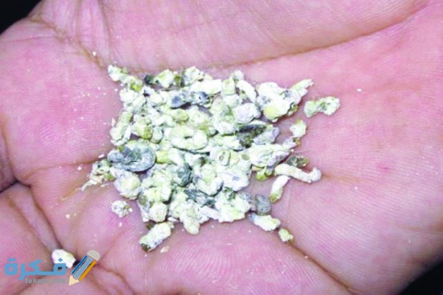 تفسير رؤية براز الطيور تفسير رؤية براز الطيور