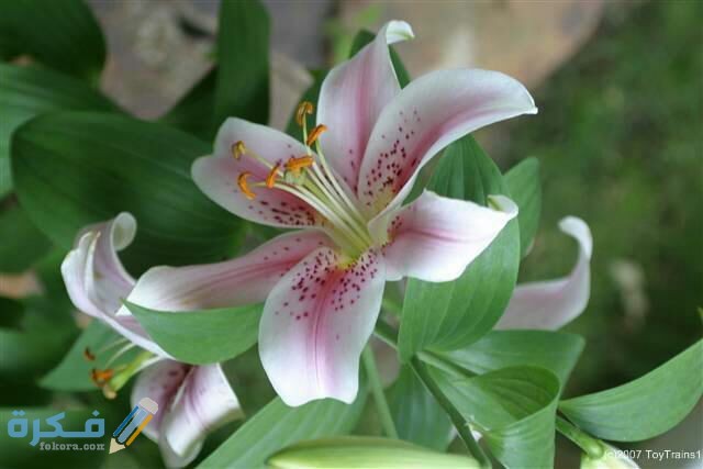 زهرة ألستروميريا