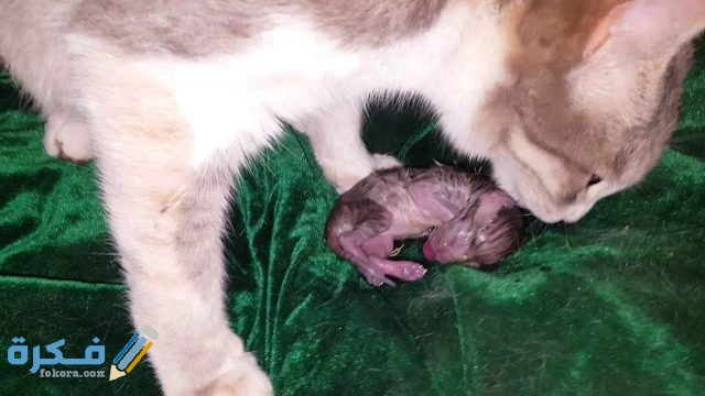 مدة الولادة عند  القطط