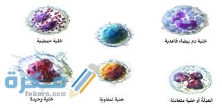 مكونات خلايا الدم البيضاء 