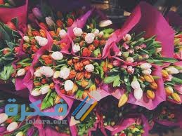 طرق زراعة زهرة التوليب