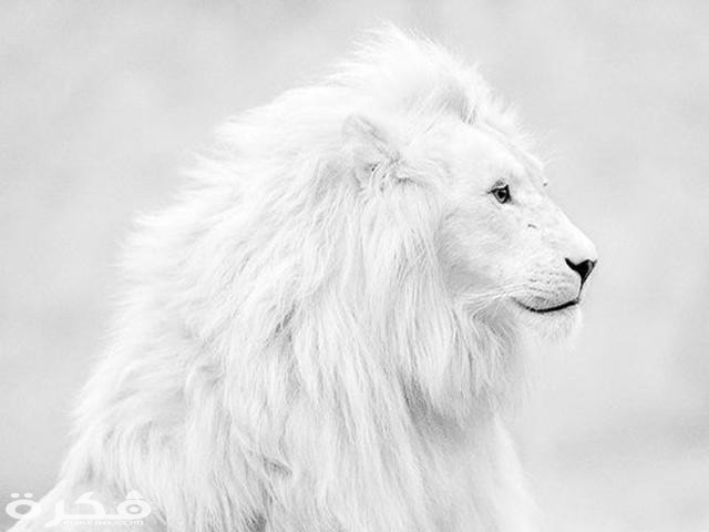 خلفيات وصور الأسد ملك الغابة 2021