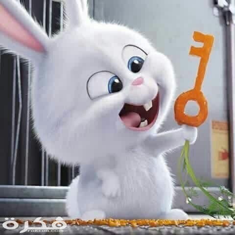 صور وخلفيات ارانب 2021