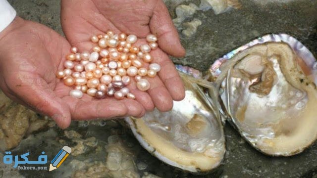 كيف يصنع المحار اللؤلؤ