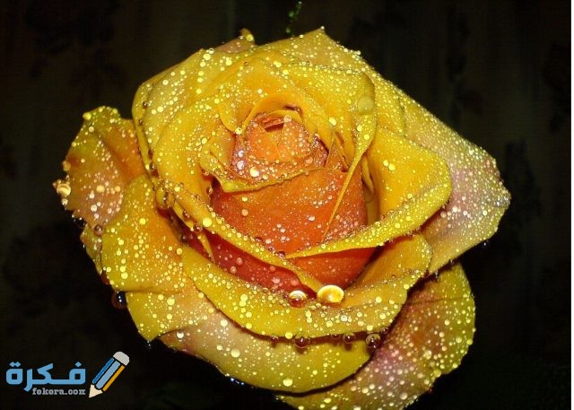 معنى الوردة الصفراء وفق الشخص 