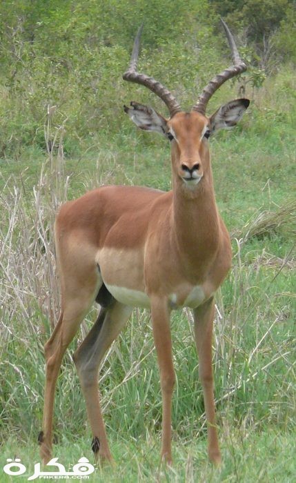 معلومات عن حيوان الأمبالا Adult impala male