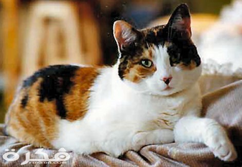Calico
